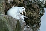 Northern Fulmar